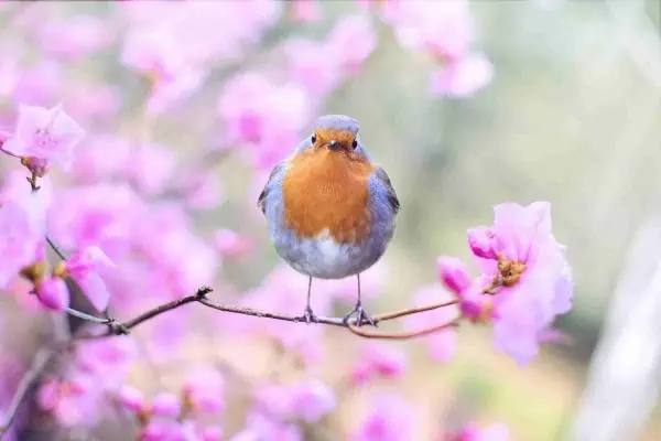 bird on a flowering branch