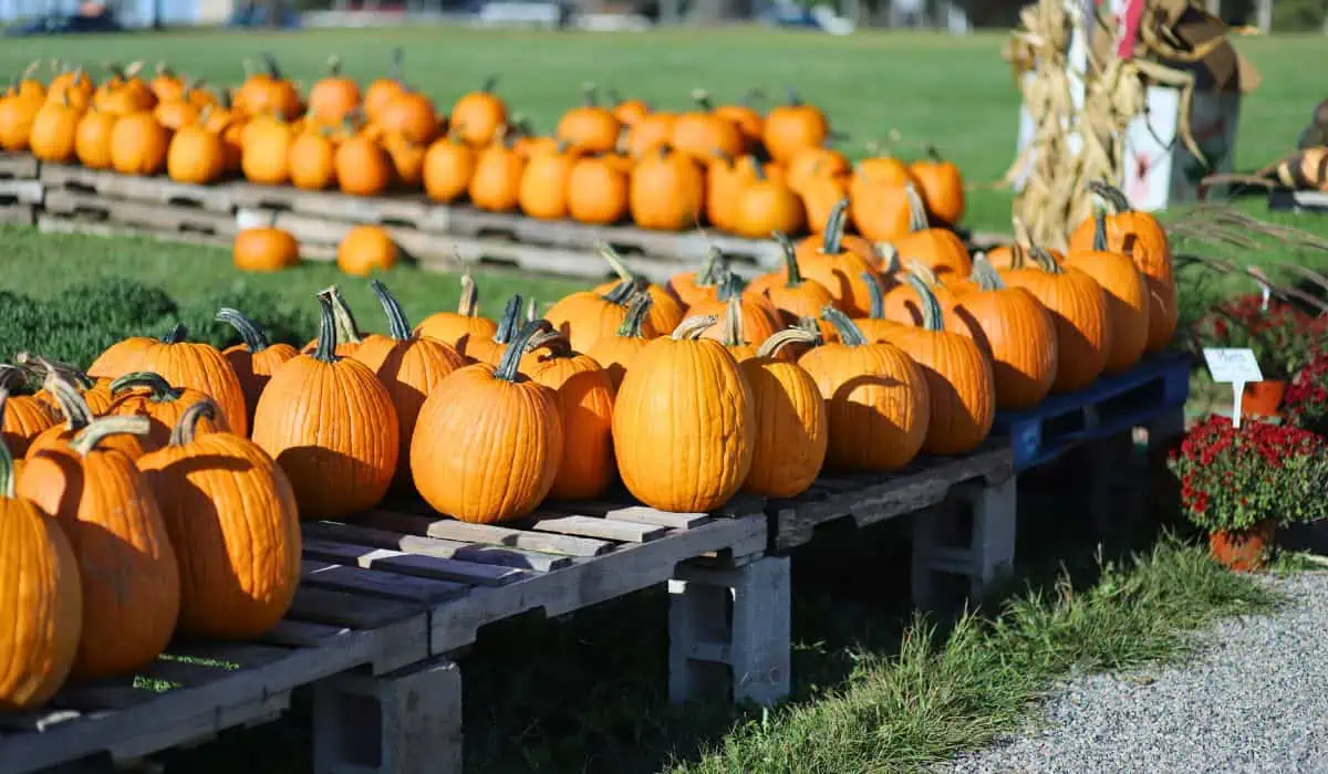 Discover the best Fall Festivals in New Jersey Better With Age